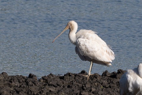 Yellow-billed Spoonbill