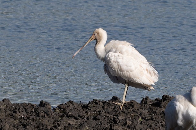 Yellow-billed Spoonbill