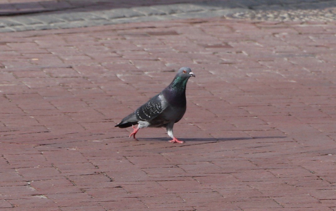 Rock Pigeon (Feral Pigeon) - ML65805751