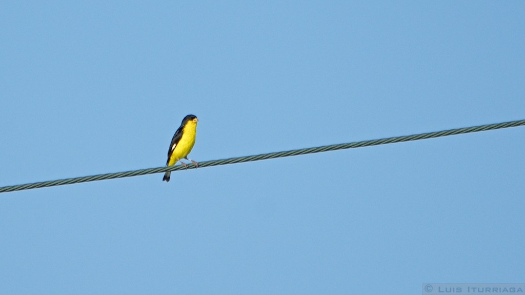 Lesser Goldfinch - Luis Iturriaga Morales