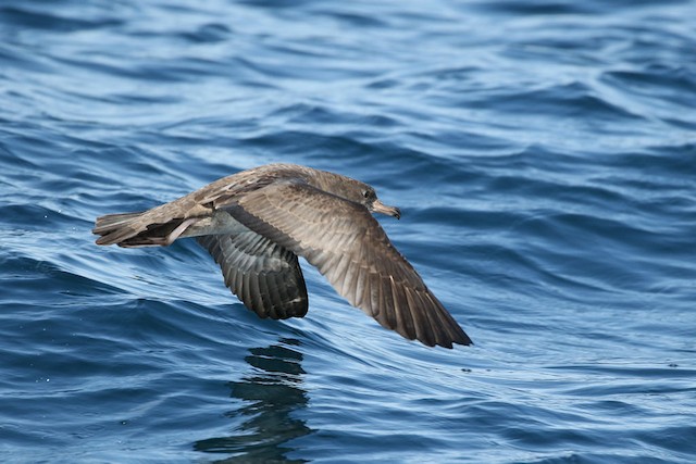 Juvenile Pink-footed Shearwater. - Pink-footed Shearwater - 