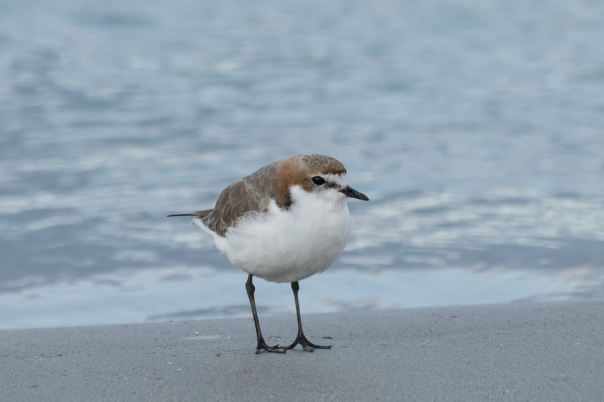 Red-capped Plover - ML65810851