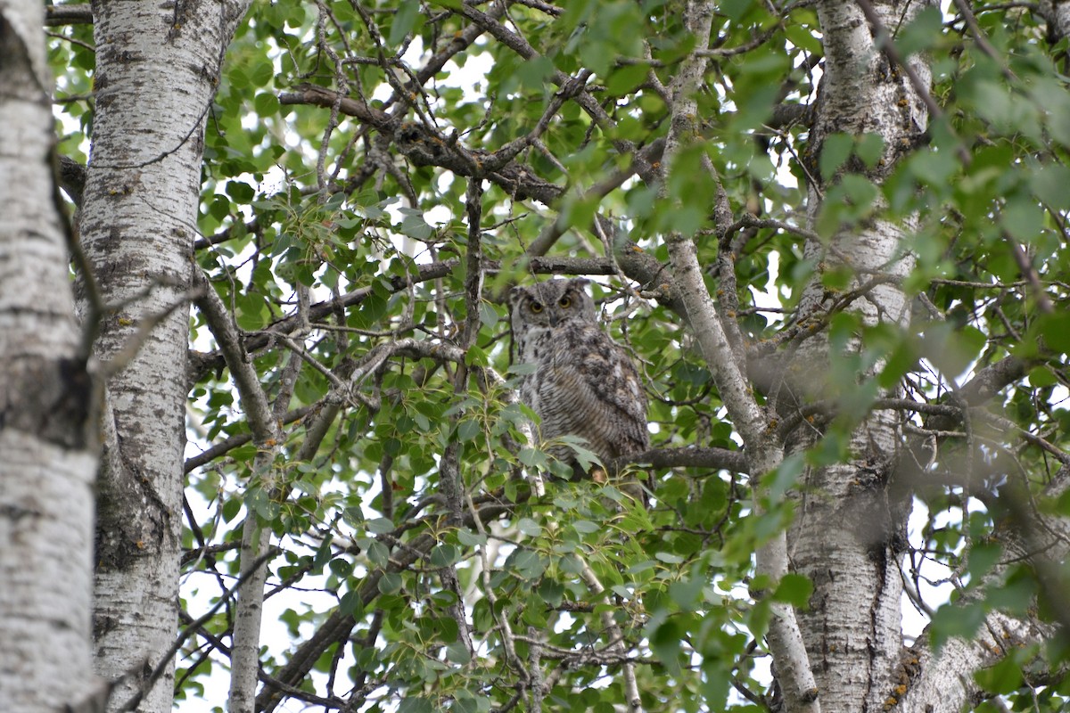 Great Horned Owl - ML65811011