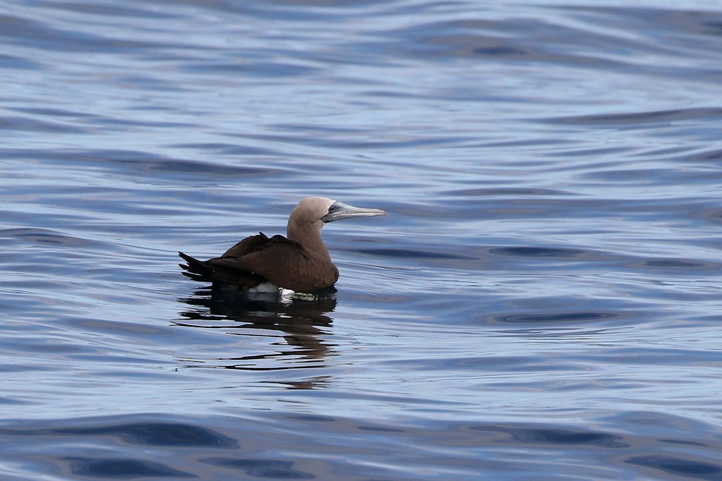 Brown Booby - ML65811321