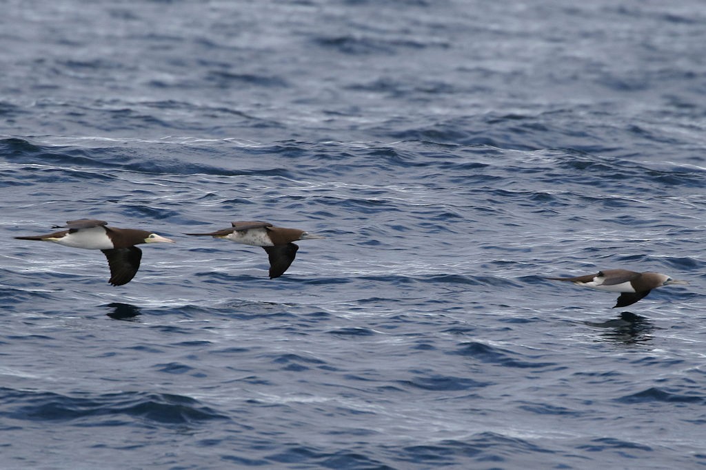 Brown Booby - ML65811331