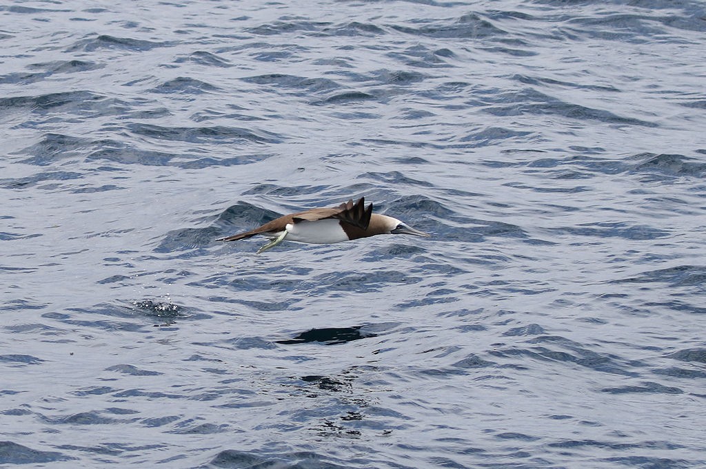 Brown Booby - ML65811341