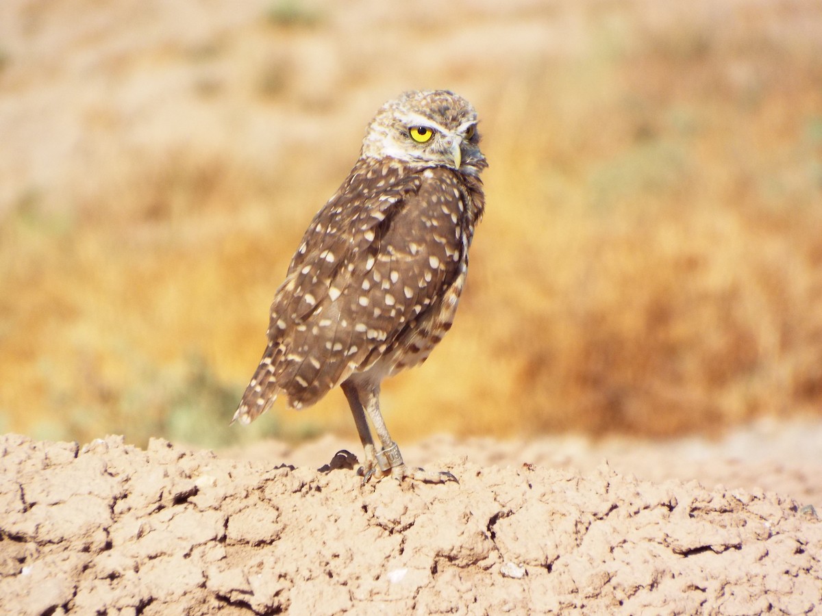 Burrowing Owl - ML65811931
