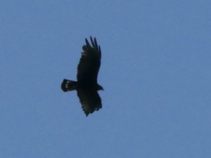 Zone-tailed Hawk - ML65813161
