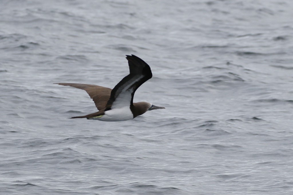 Brown Booby - ML65815041