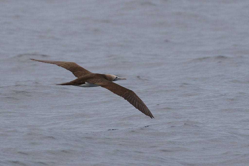 Brown Booby - ML65815051