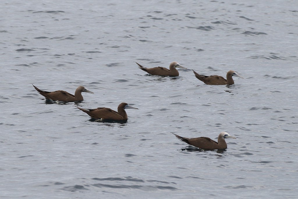 Brown Booby - ML65815061