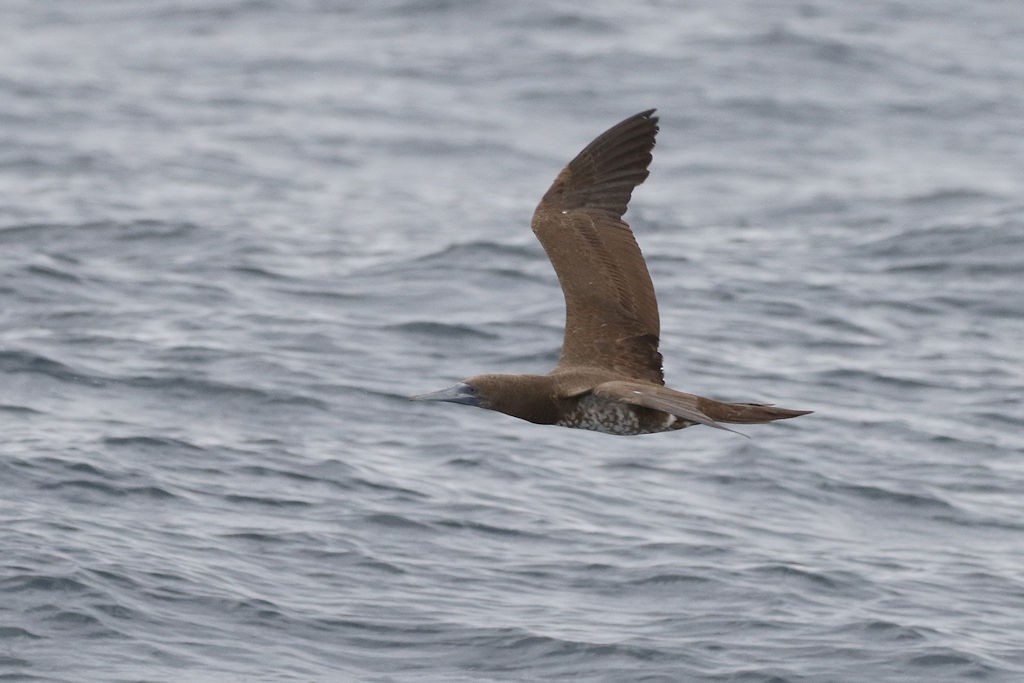 Brown Booby - ML65815071