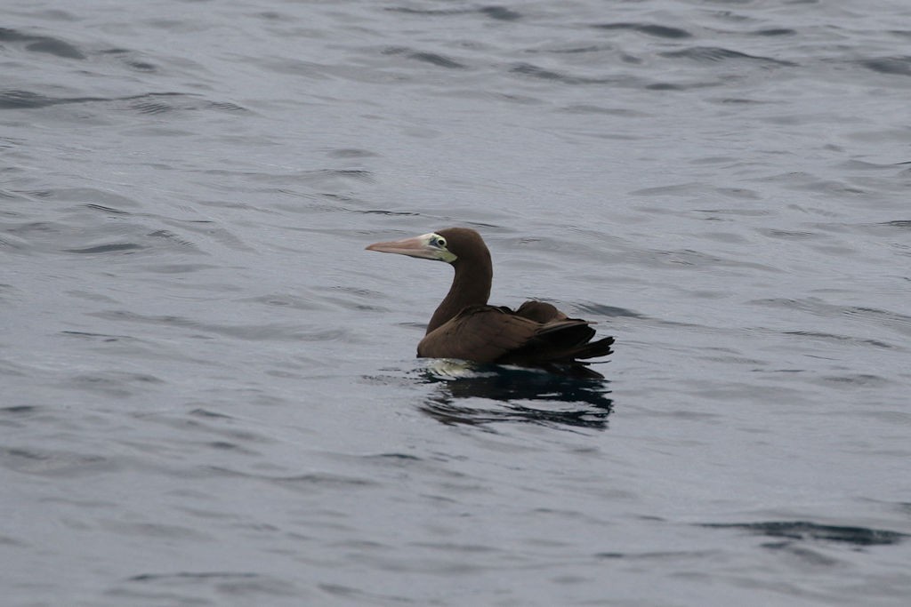 Brown Booby - ML65815081