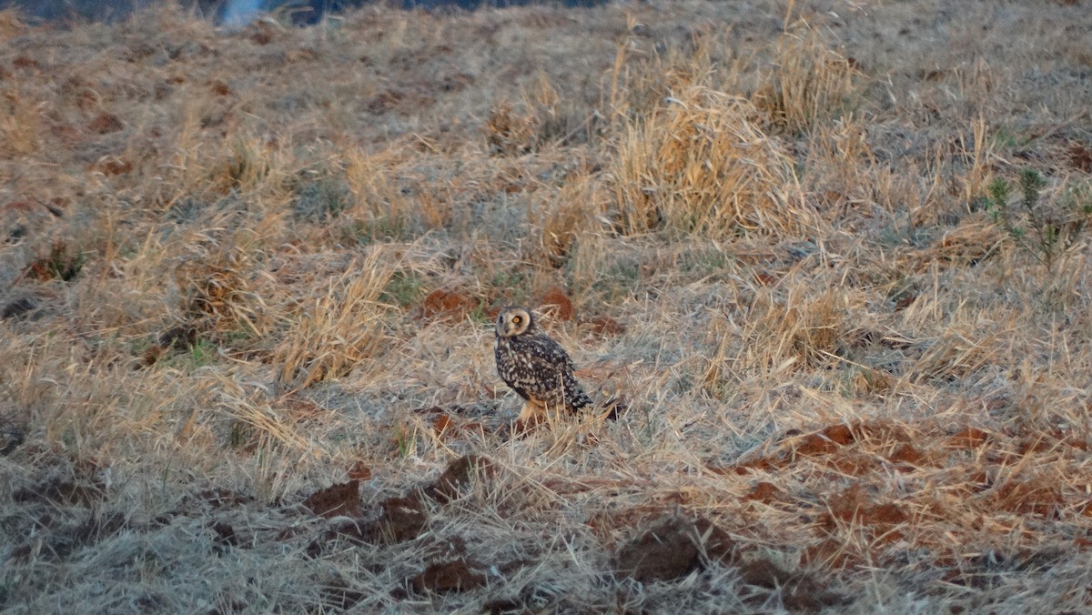 Short-eared Owl - ML65816211