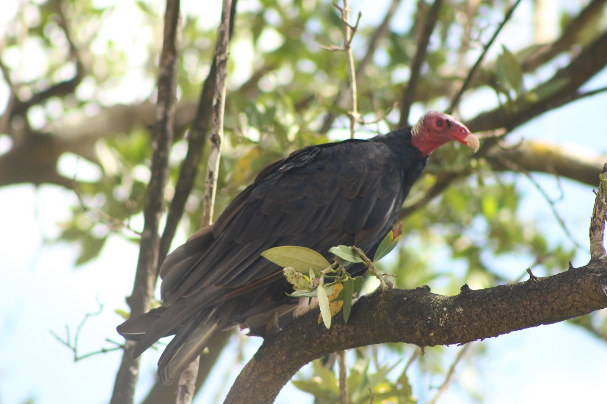Turkey Vulture - Elizabeth Seebaran
