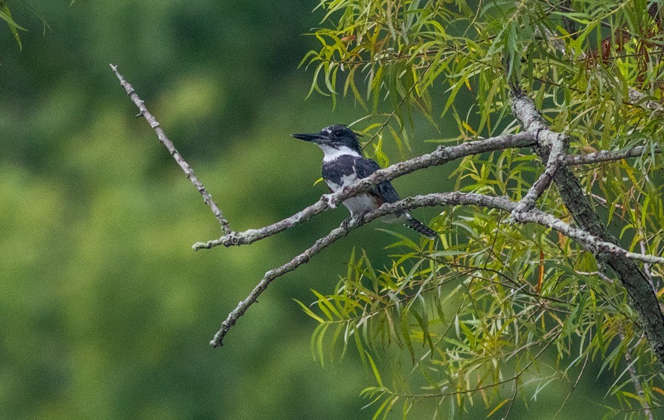 Belted Kingfisher - ML65820671