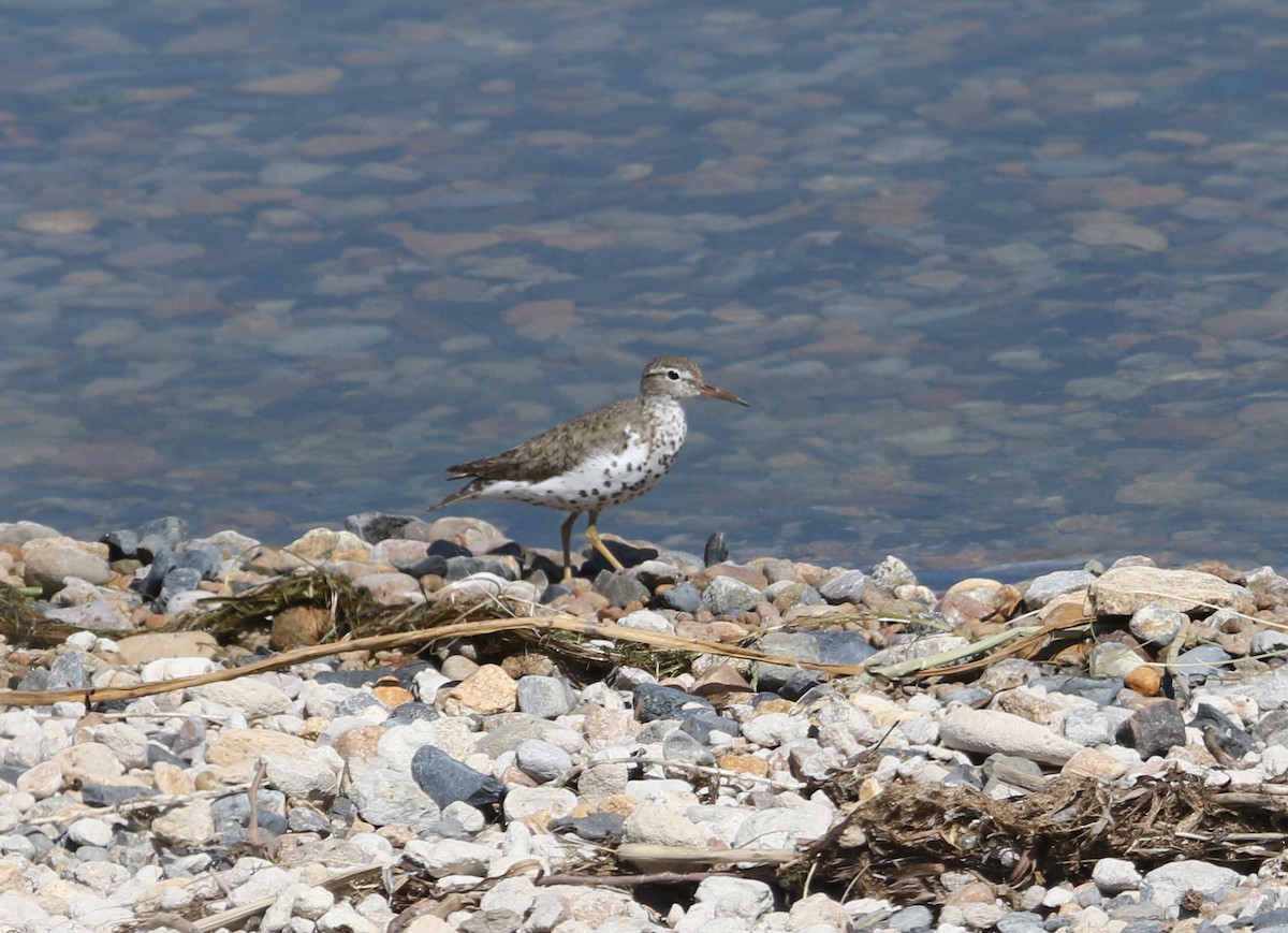Spotted Sandpiper - Gil Ewing