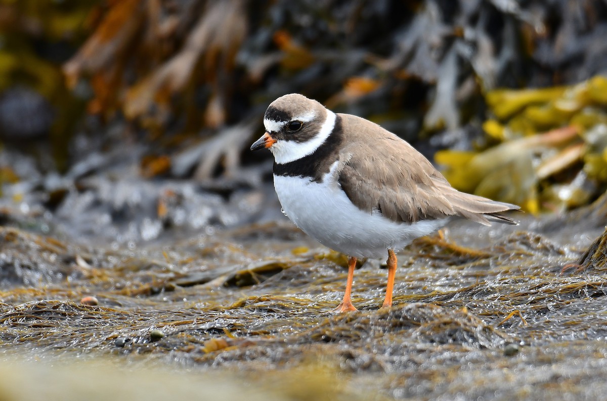 Semipalmated Plover - André Lanouette
