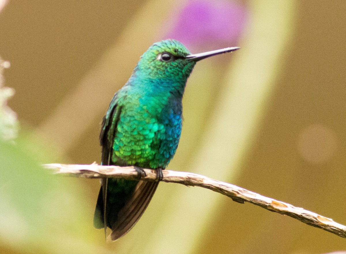 Blue-tailed Emerald - ML65822441