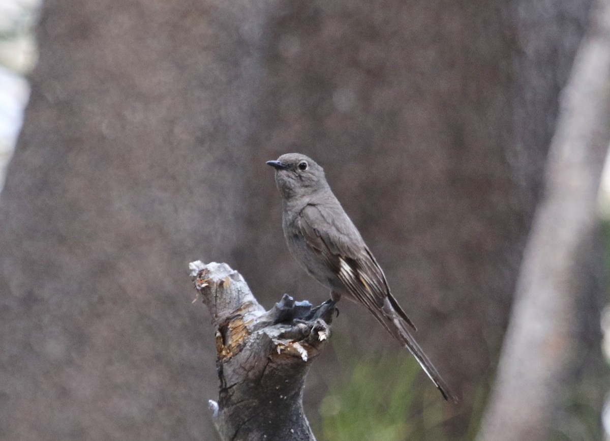Townsend's Solitaire - ML65825441