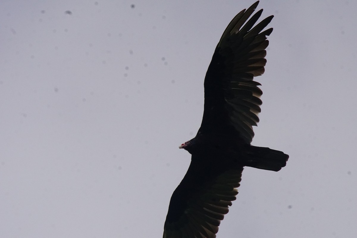 Turkey Vulture - ML65826451
