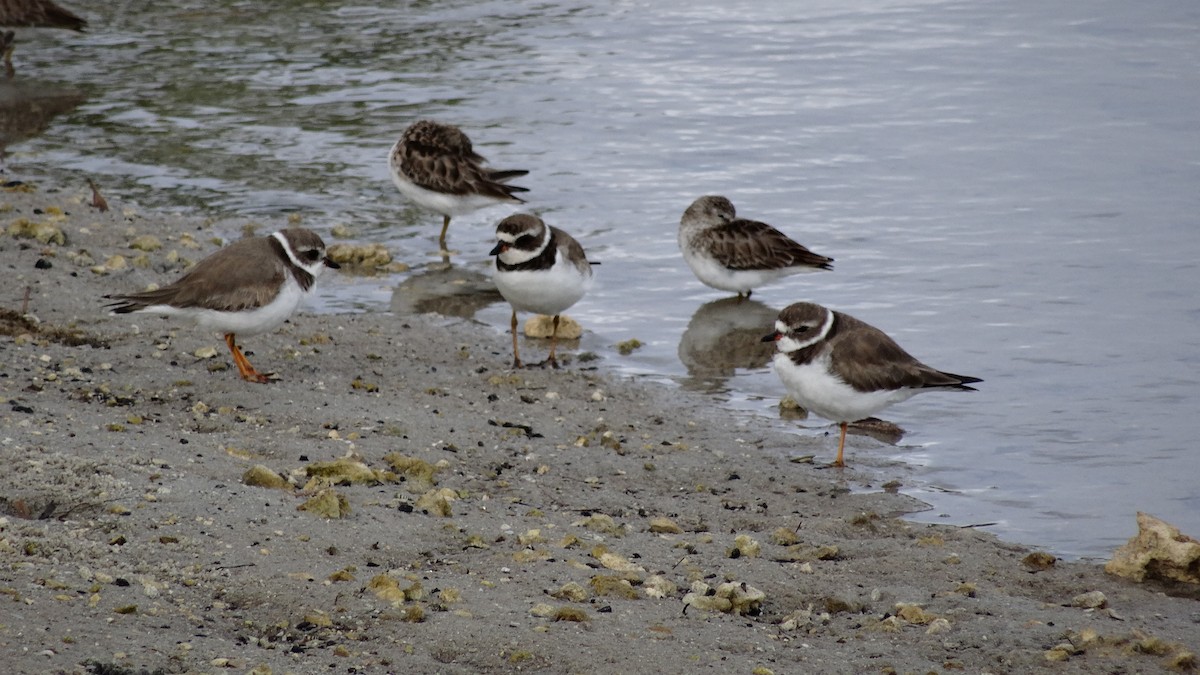Semipalmated Plover - ML65828741