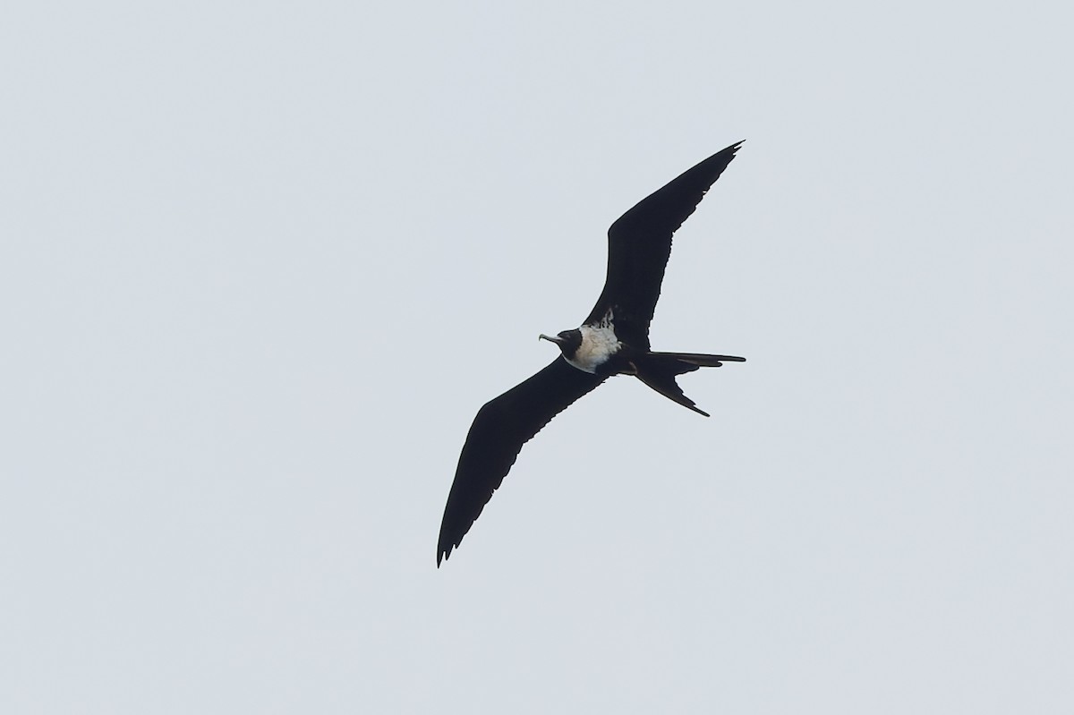 Lesser Frigatebird