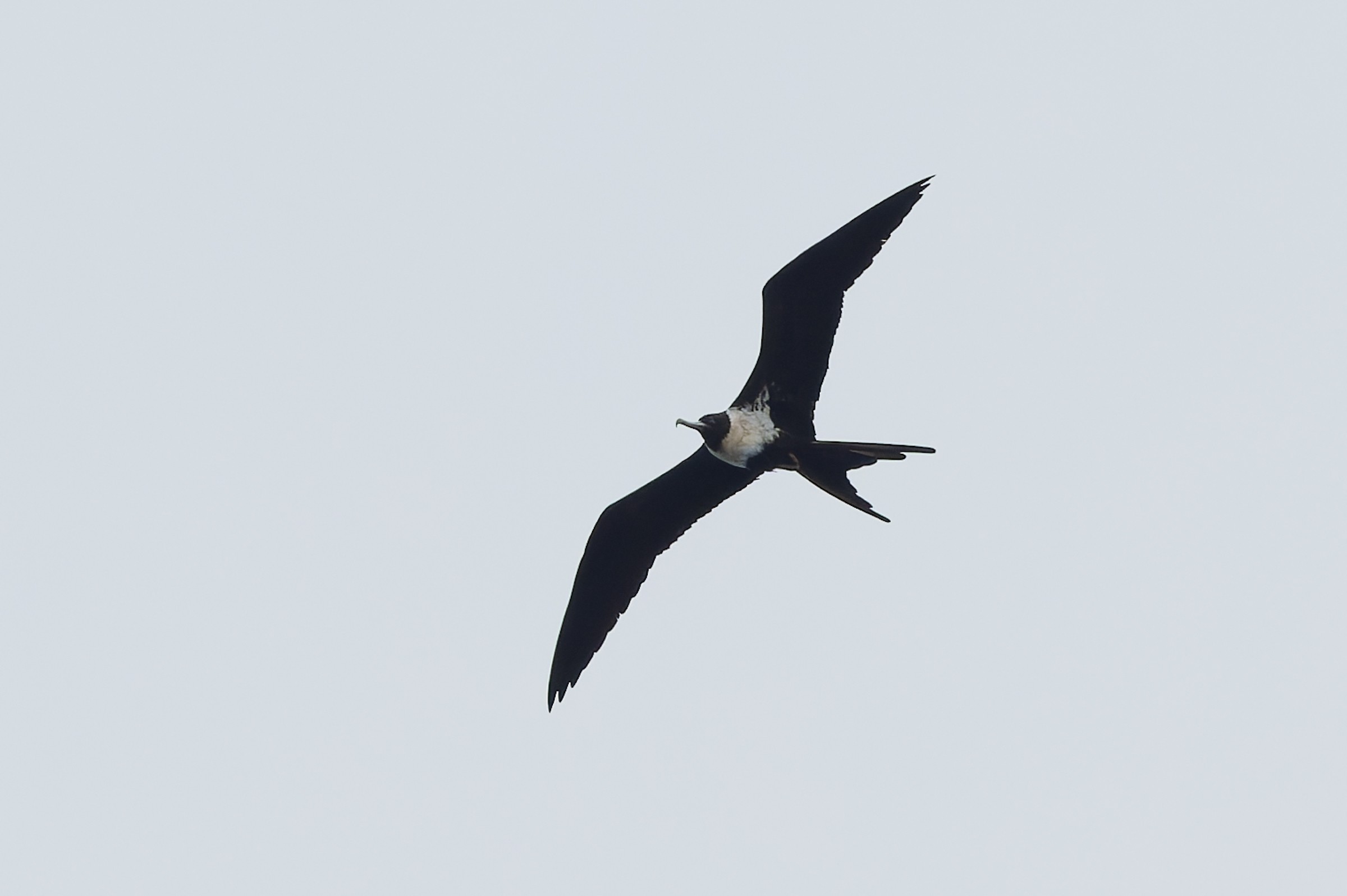 Lesser Frigatebird