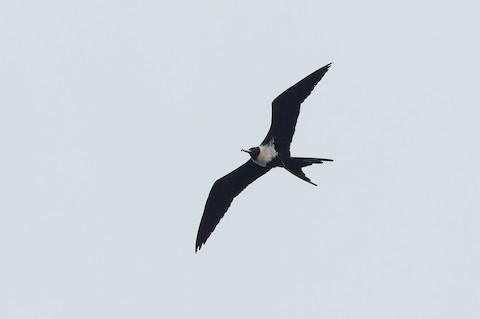 Lesser Frigatebird