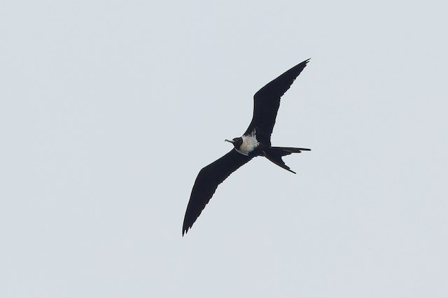 Lesser Frigatebird