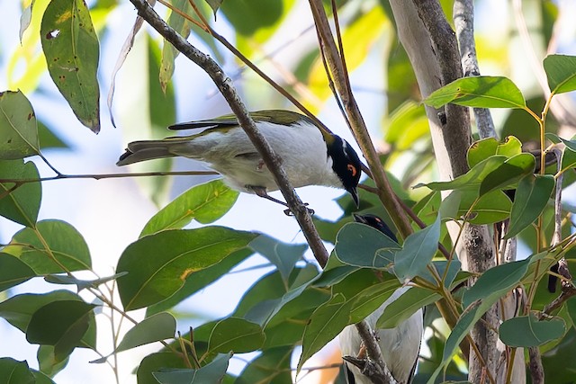 White-naped Honeyeater