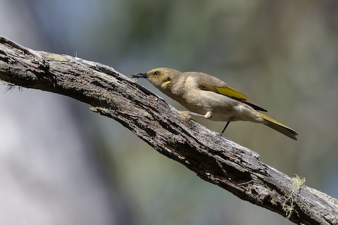 Fuscous Honeyeater