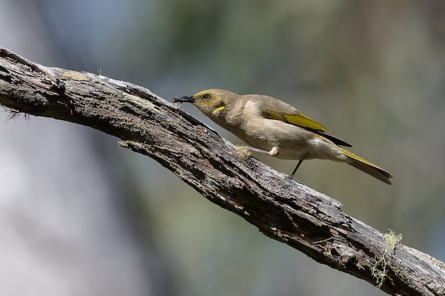 Fuscous Honeyeater
