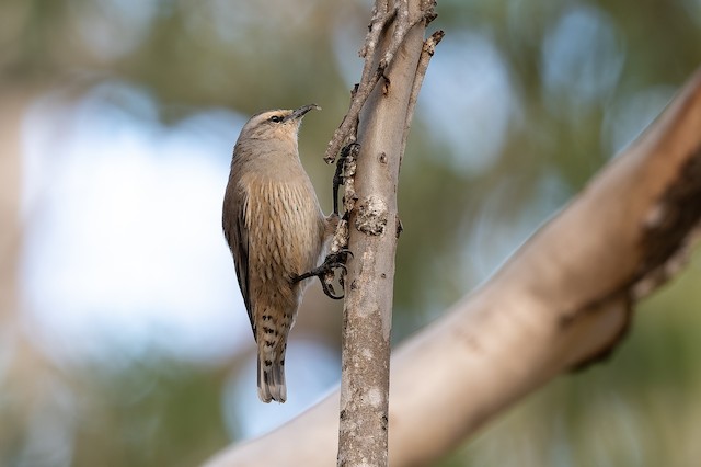 Brown Treecreeper