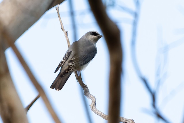 White-bellied Cuckooshrike