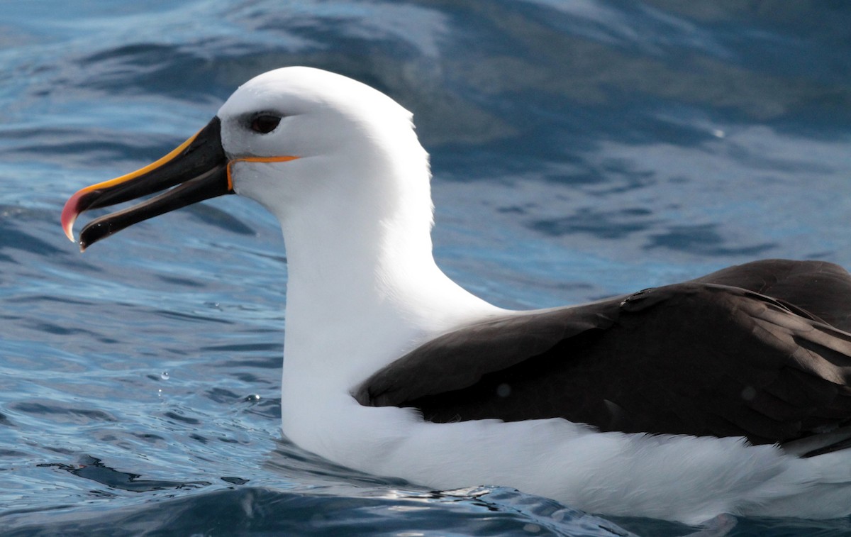 Indian Yellow-nosed Albatross - Corey Callaghan