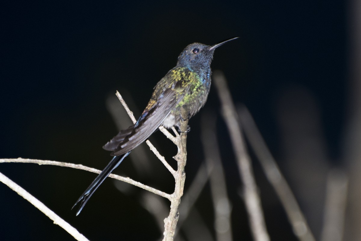 Swallow-tailed Hummingbird - ML65831341