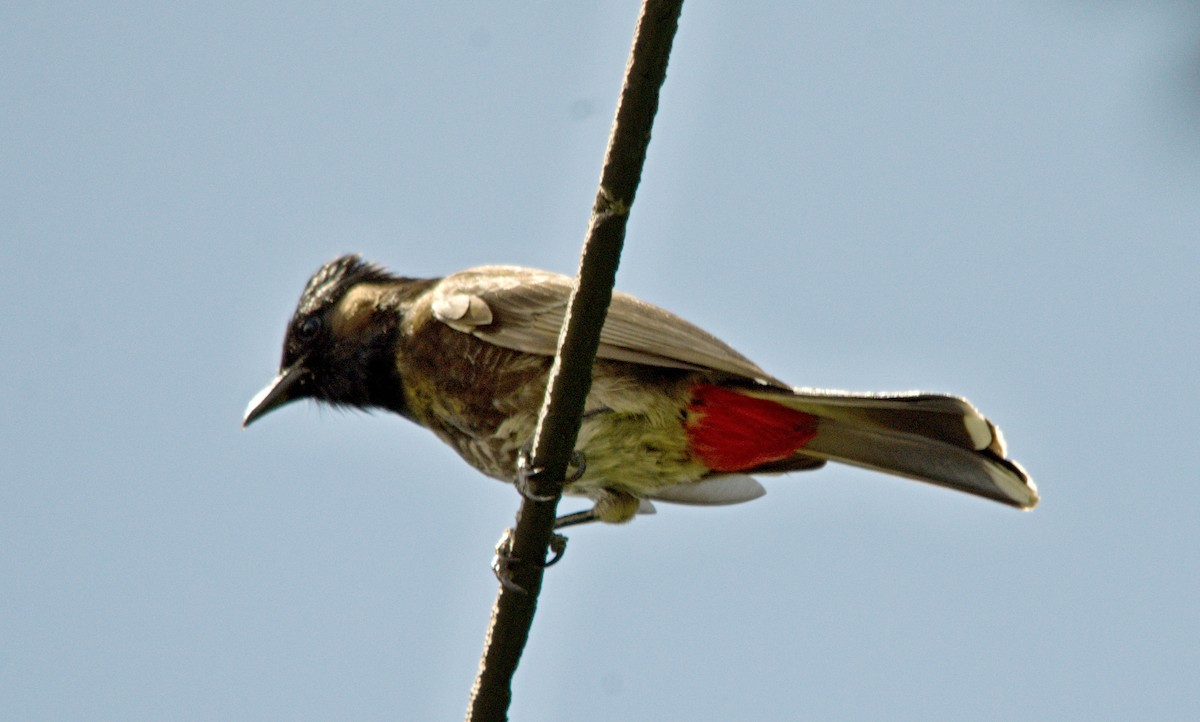 Red-vented Bulbul - ML65832781
