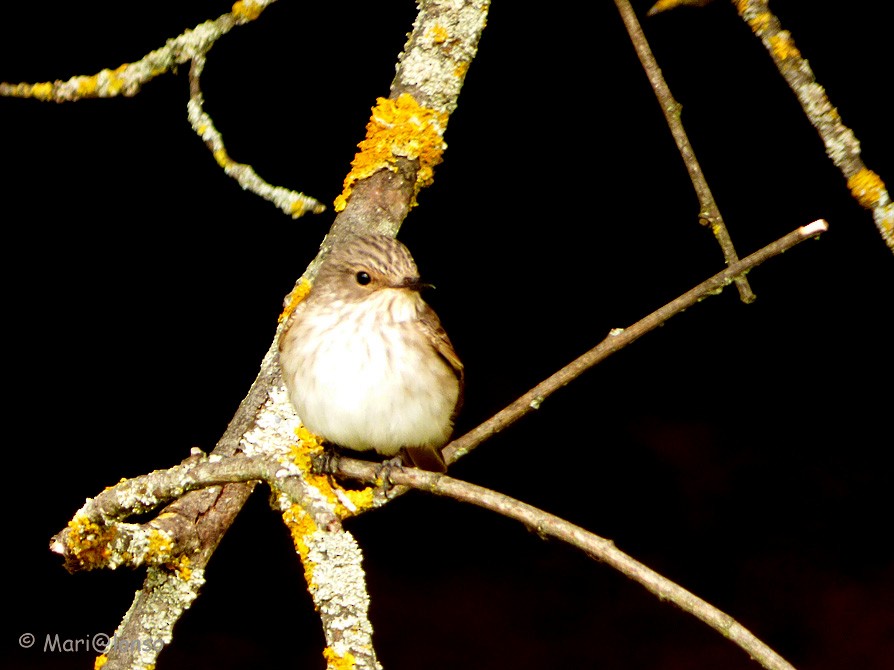 Spotted Flycatcher - Mario Alonso