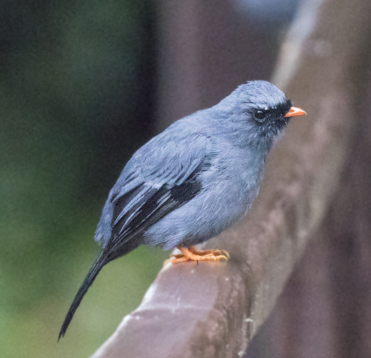 Black-faced Solitaire - ML65835201