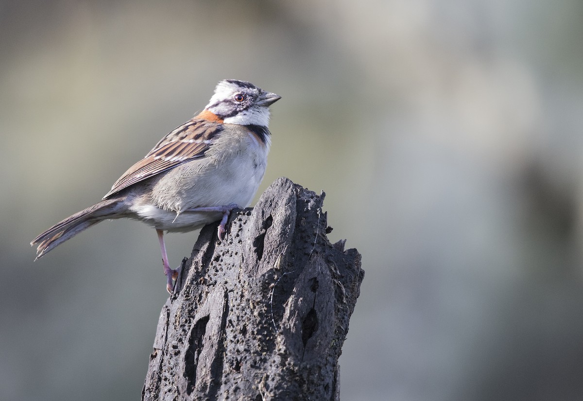 Rufous-collared Sparrow - ML65836181