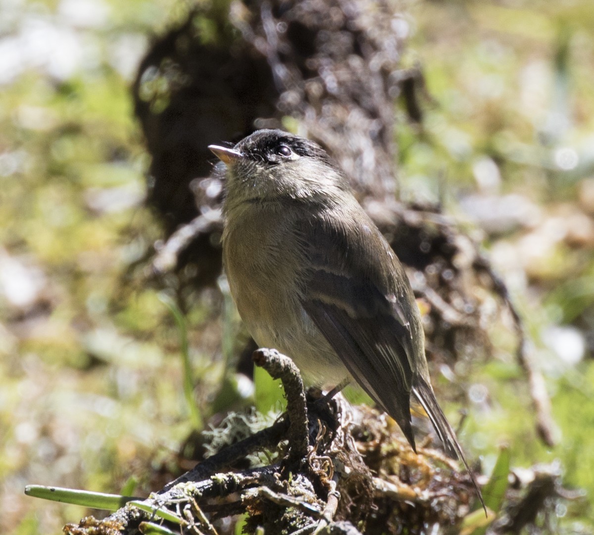 Black-capped Flycatcher - Anonymous