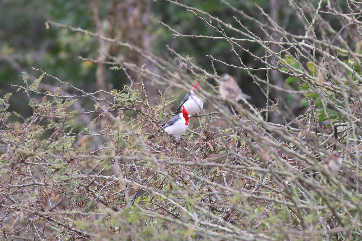 Red-crested Cardinal - ML65840541