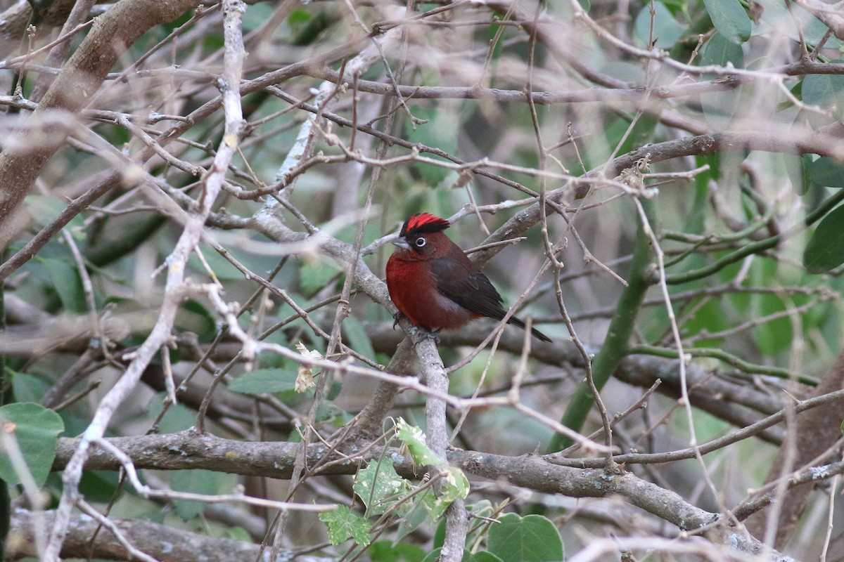 Red-crested Finch - Steve Walker