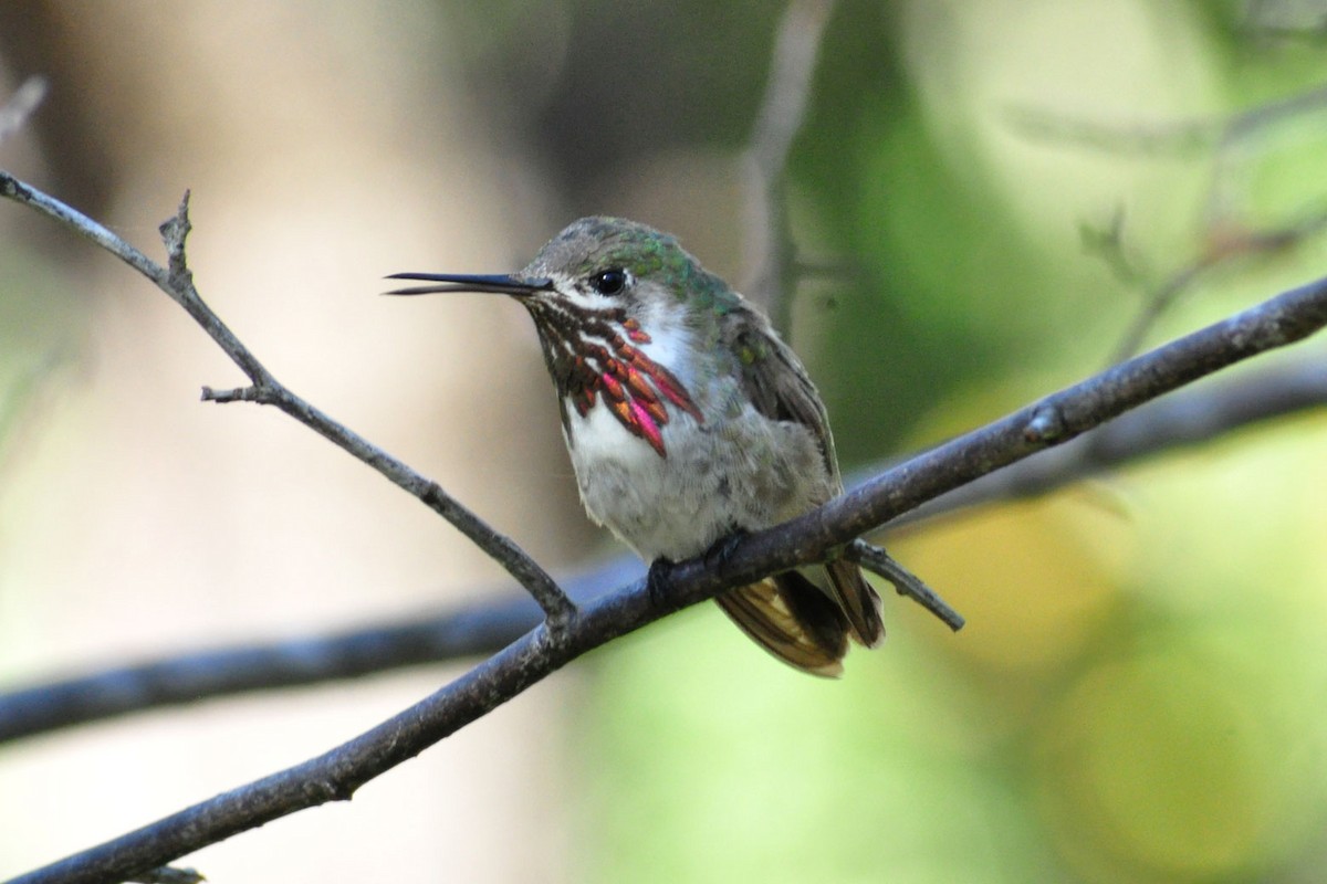 Calliope Hummingbird - Janet Rathjen