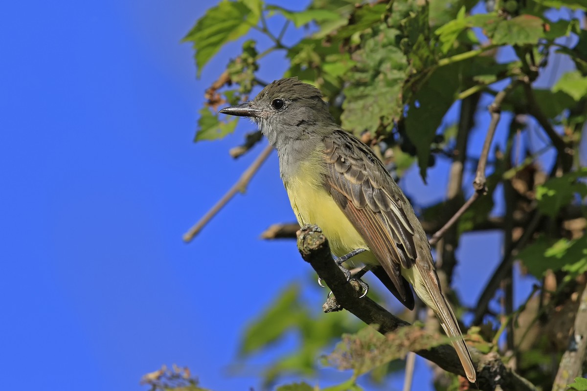 Great Crested Flycatcher - Don Blecha