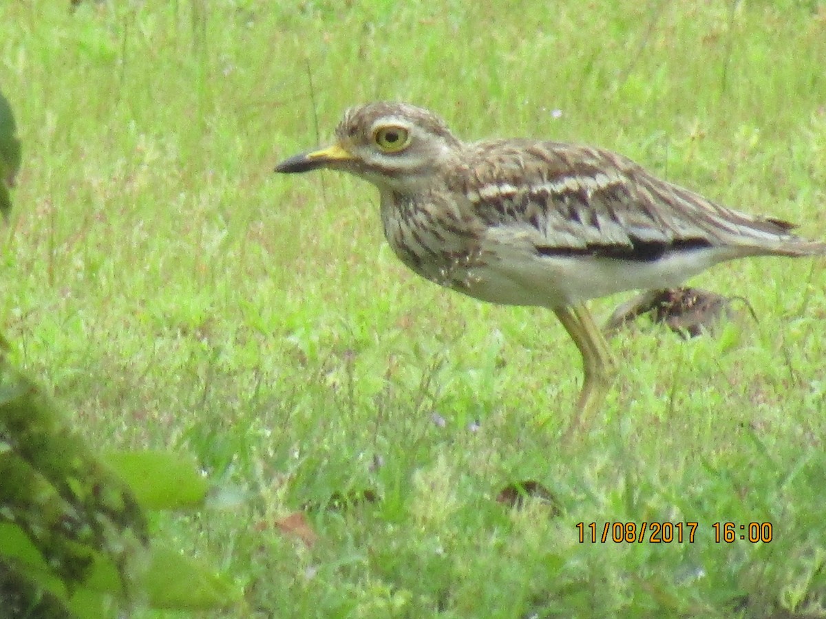 Indian Thick-knee - ML65850371