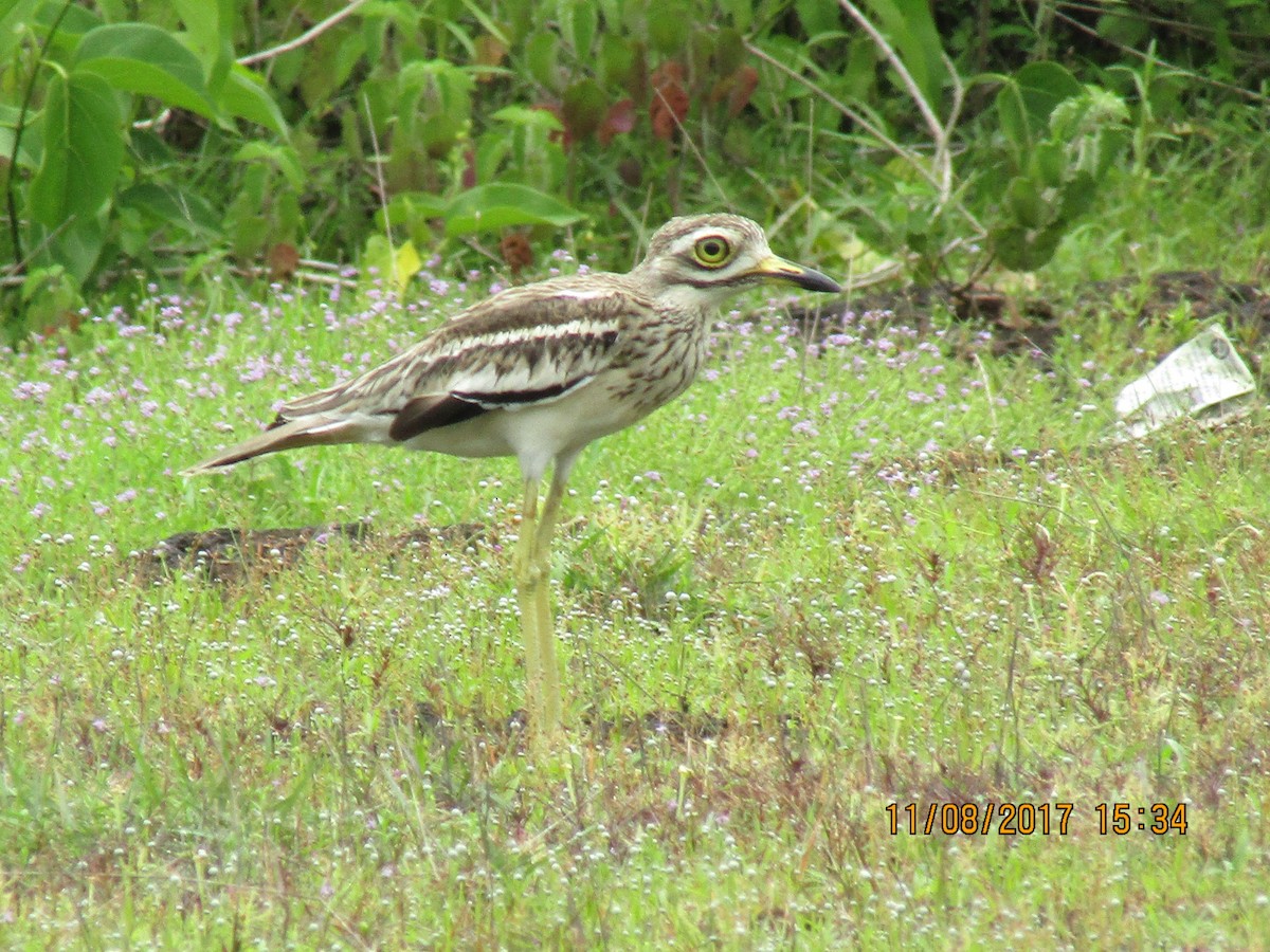 Indian Thick-knee - ML65850381