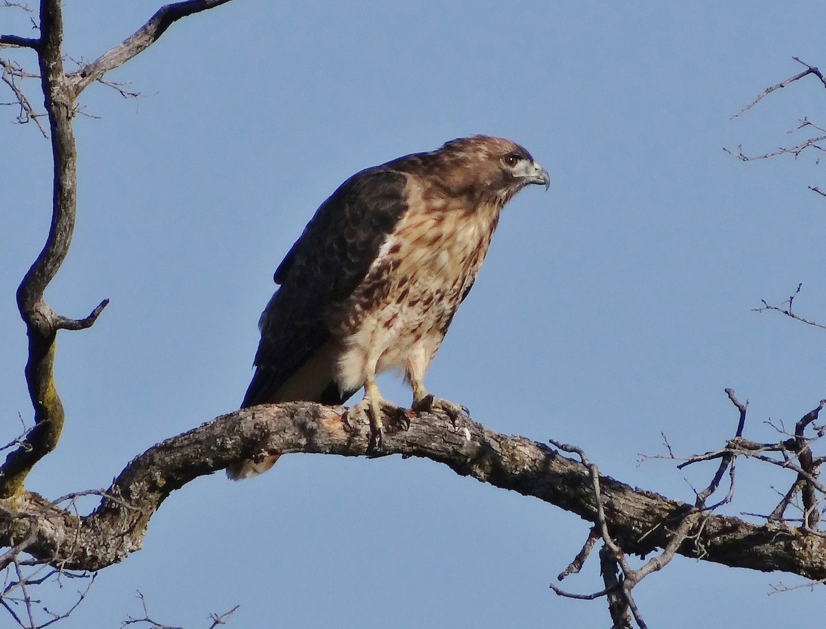 Red-tailed Hawk - ML65852071