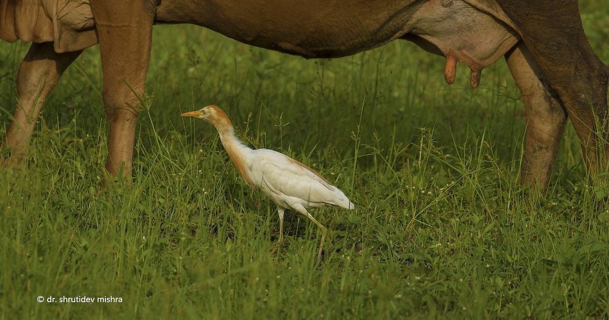 Eastern Cattle Egret - Shrutidev Mishra